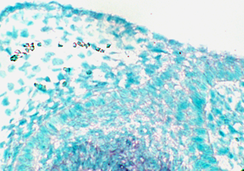 Scientific Imagery